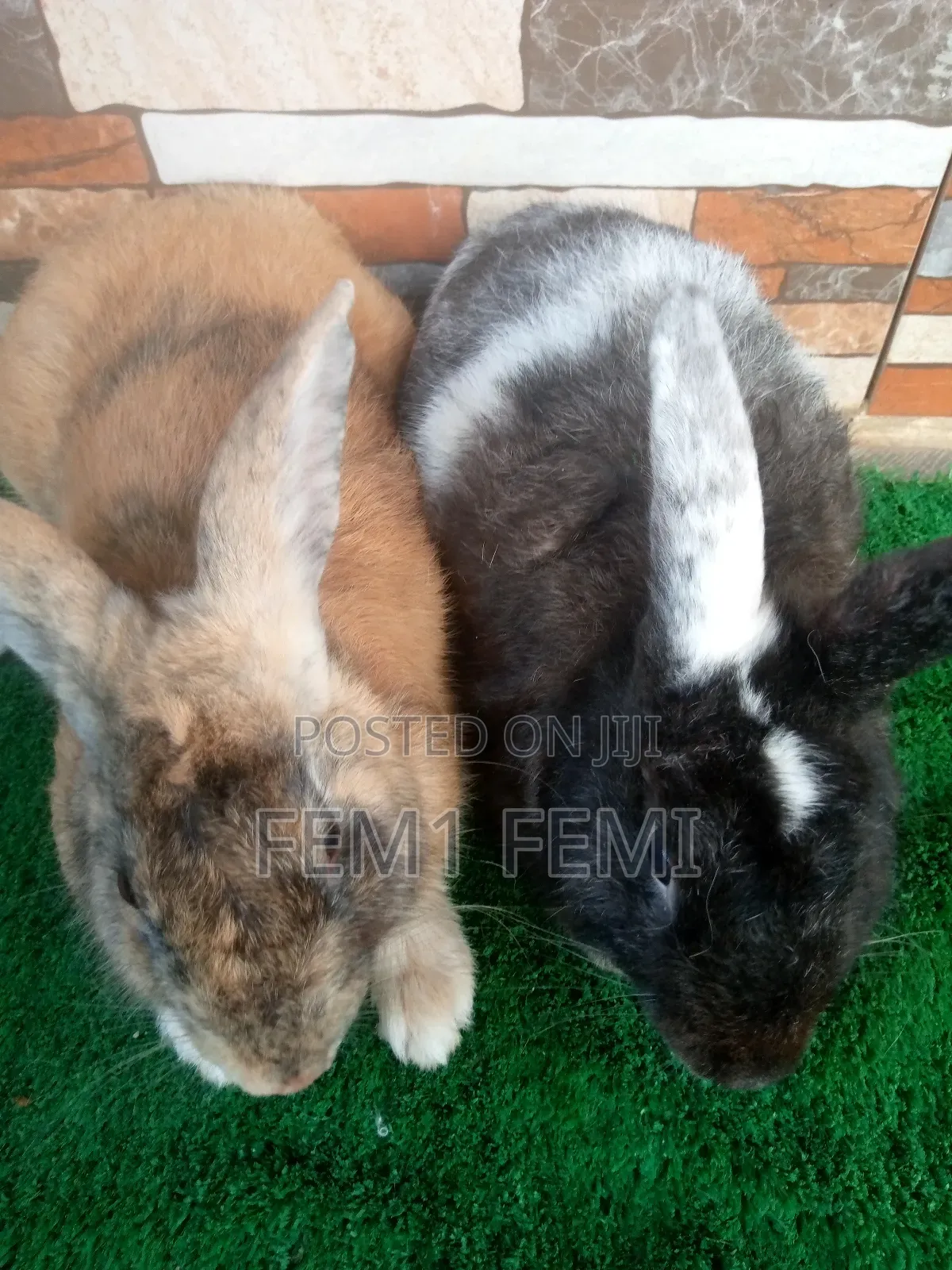 Matured Buck Rabbit