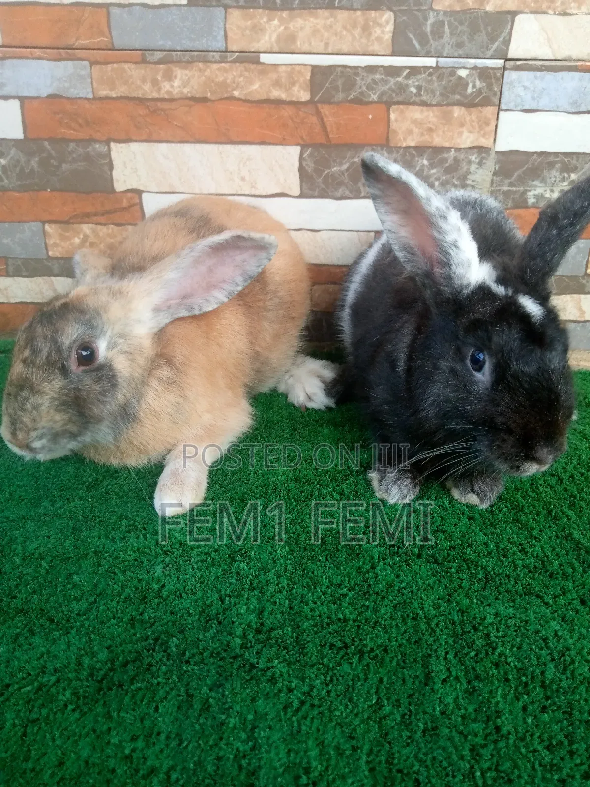 Matured Buck Rabbit