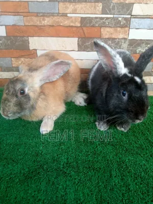 Matured Buck Rabbit