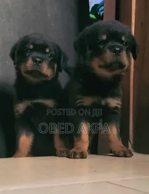 1-3 months Female Purebred Rottweiler