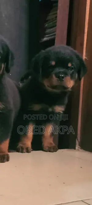 1-3 months Male Purebred Rottweiler