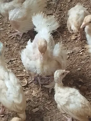 Well Vaccinated 6 Weeks Imported Turkey Is Available