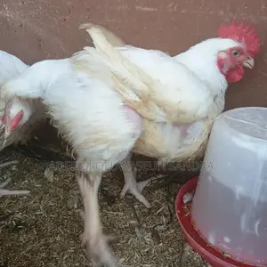 Christmas and New Year Chicken for Sale