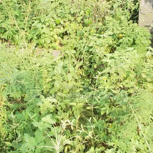 8 Plots of Dry Table Land