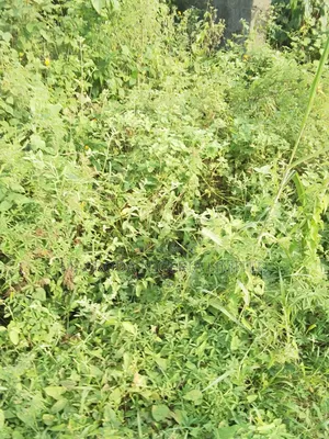 Banana Island Plot for Sale