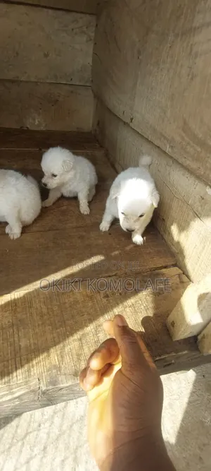 1-3 months Male Purebred American Eskimo