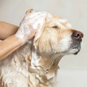 Premium Dog Bathing and Grooming Services