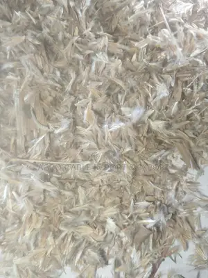 Northern Gamba Grass Seed