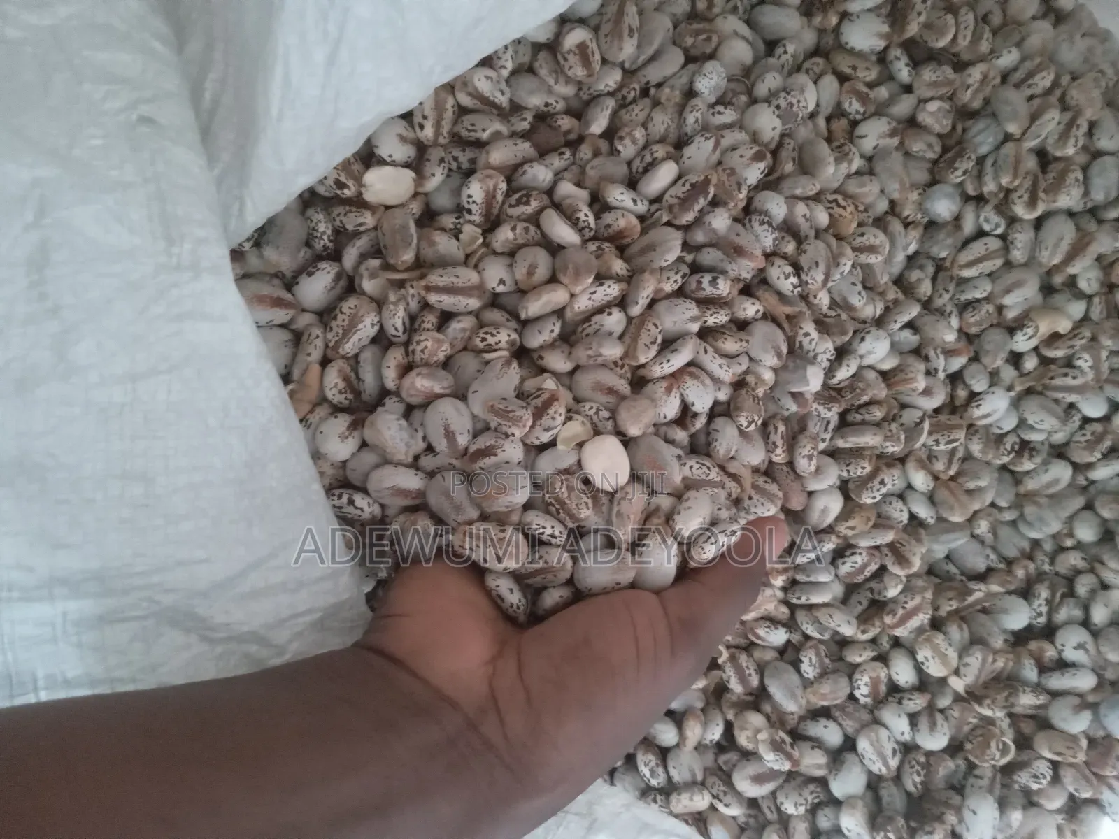 Castor Seed