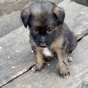 1-3 months Male Purebred Caucasian Shepherd
