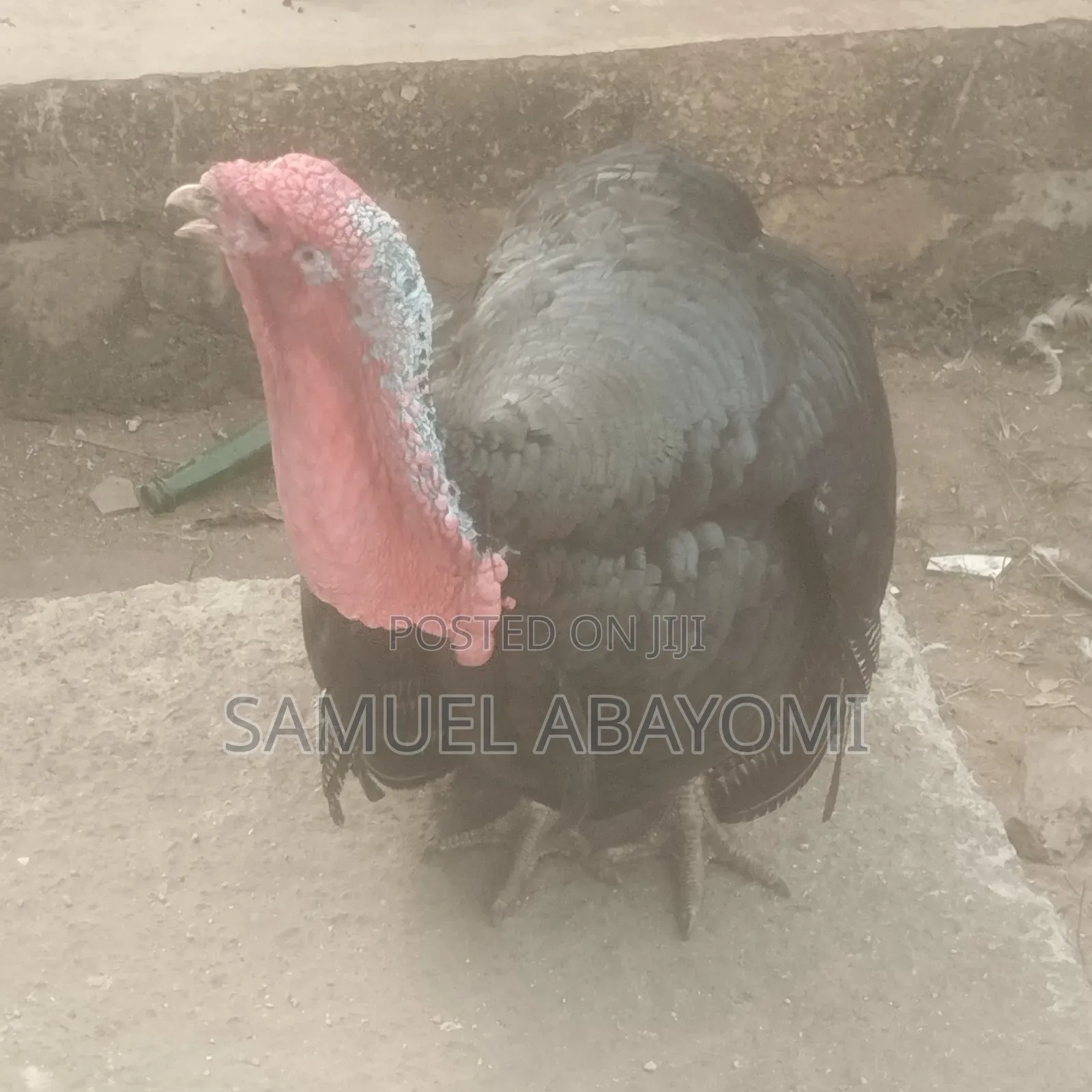 Matured Turkey Bird in Ado-Odo/Ota - Farm Animals, Samuel Abayomi | Jiji.ng