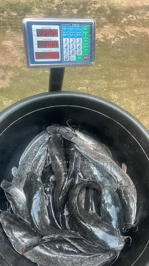 Fresh Table Size Catfish 1.2 -2.3kg