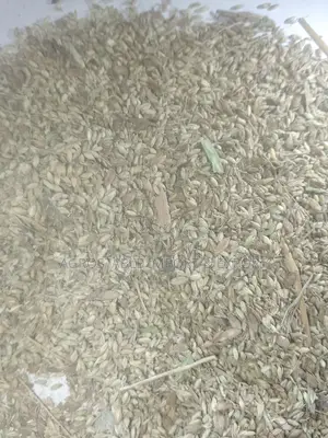 Mombasa Grass Seed Per Kg