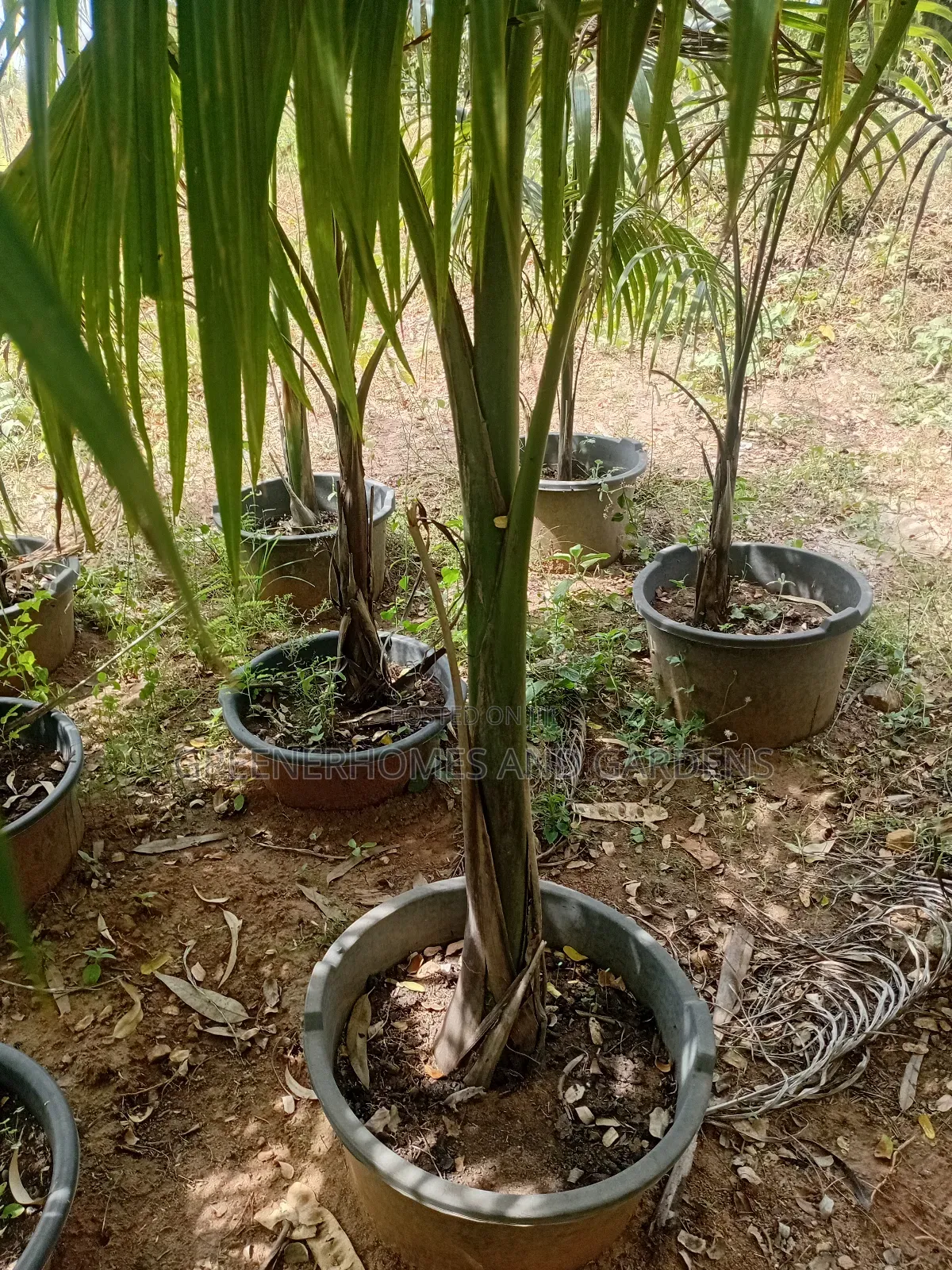 Royal Palms