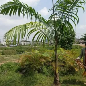 Royal Palms