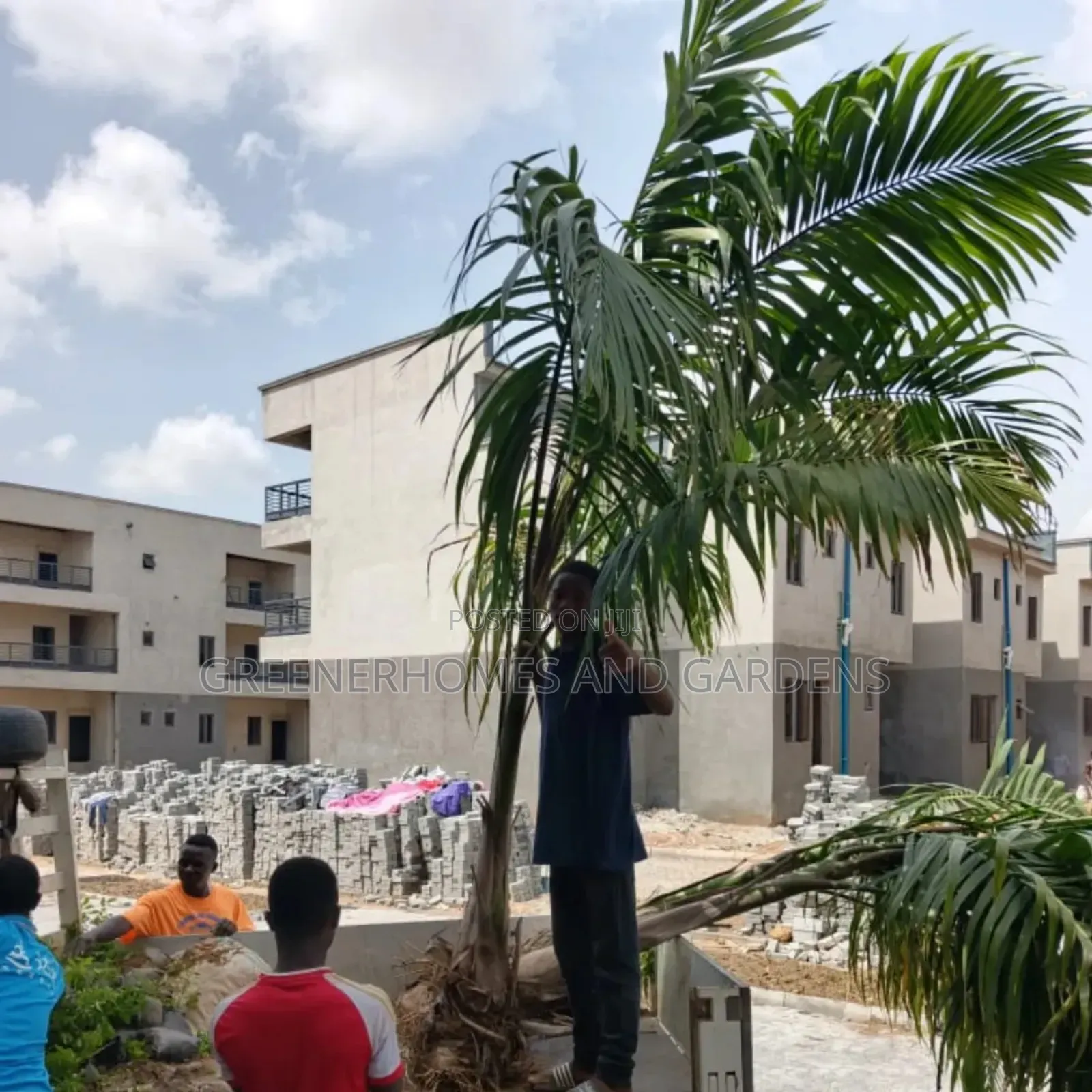 Royal Palms