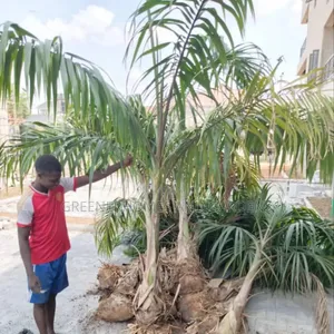 Royal Palms