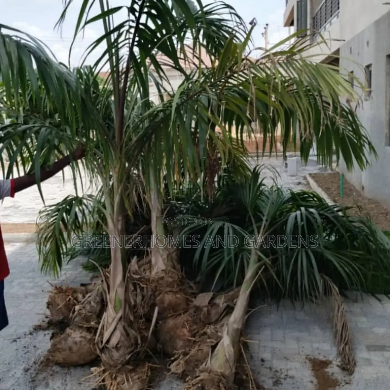 Royal Palms