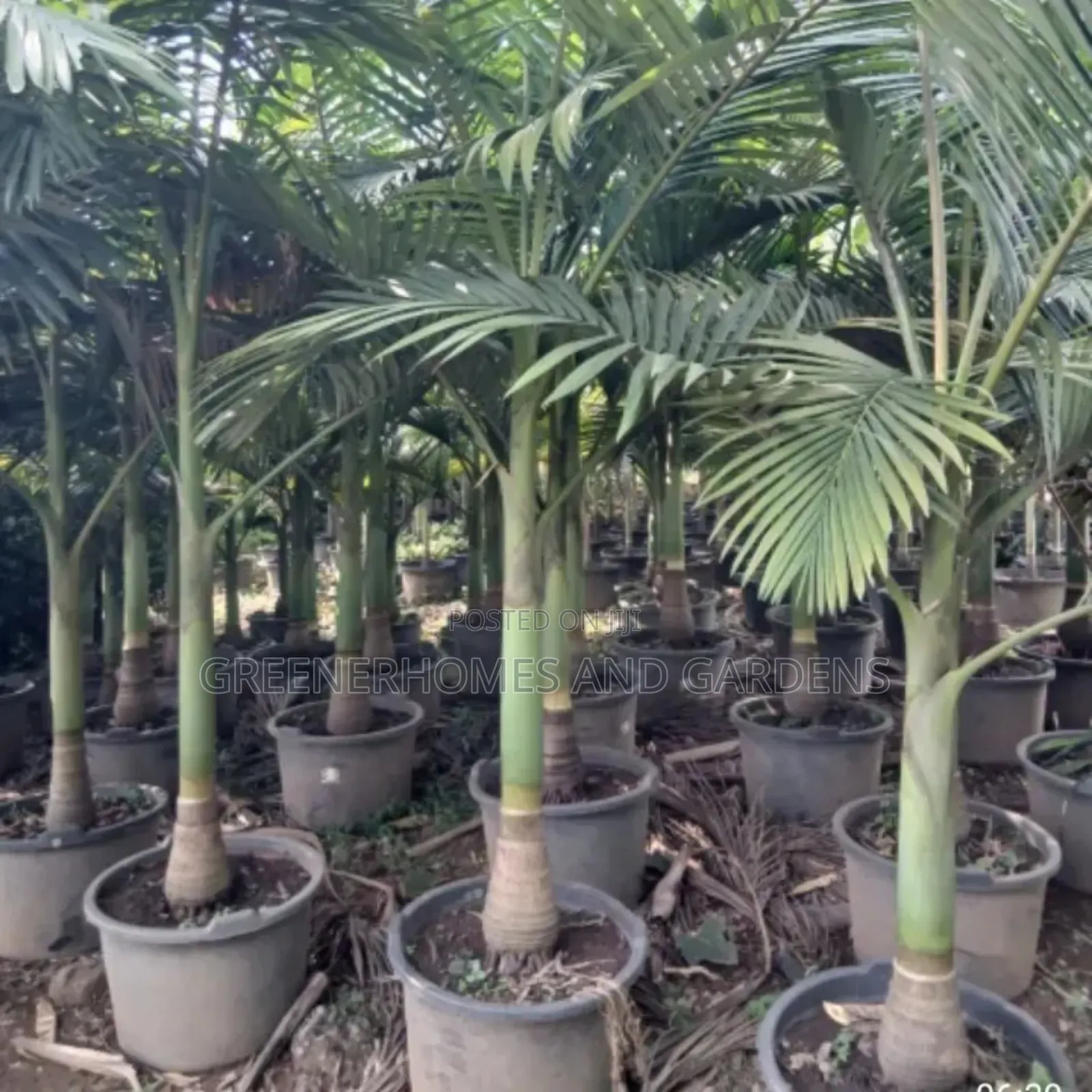 Kings Palm
