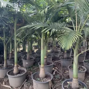 Kings Palm
