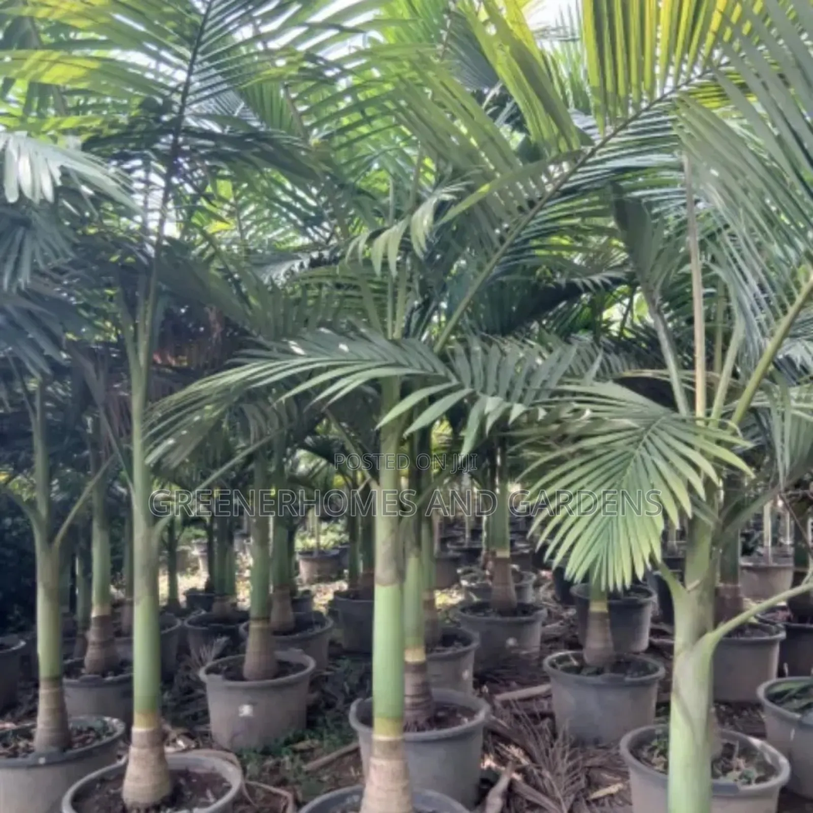 Kings Palm