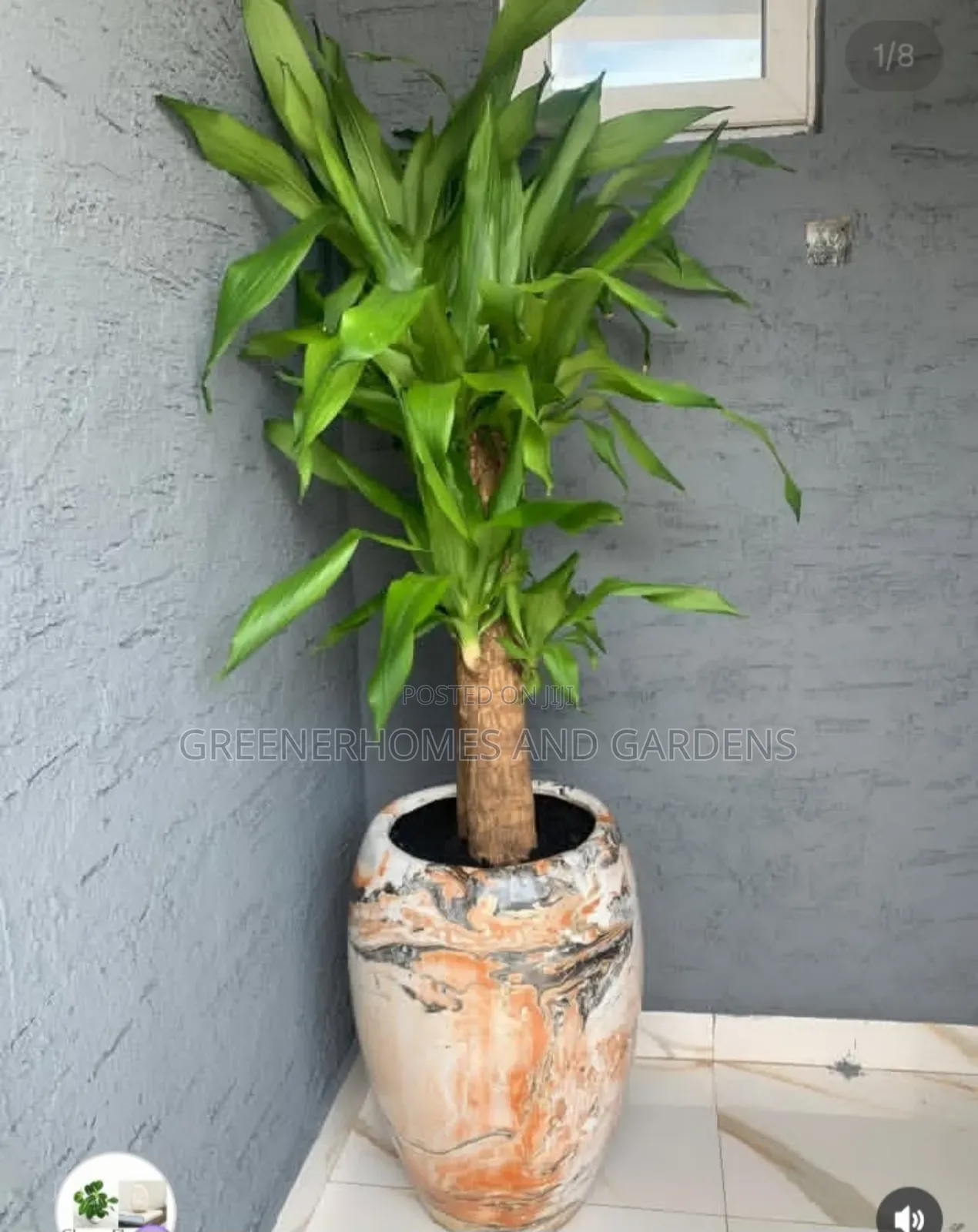 Indoor Potted Plants
