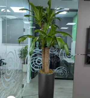 Indoor Potted Plants