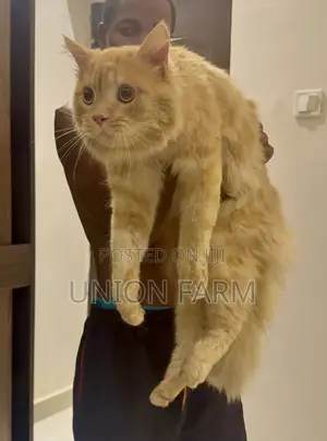 1+ year Male Purebred Persian