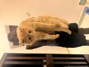 1+ year Male Purebred Persian