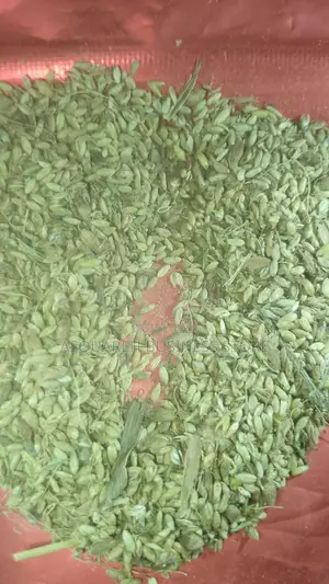 Alfalfa Seed