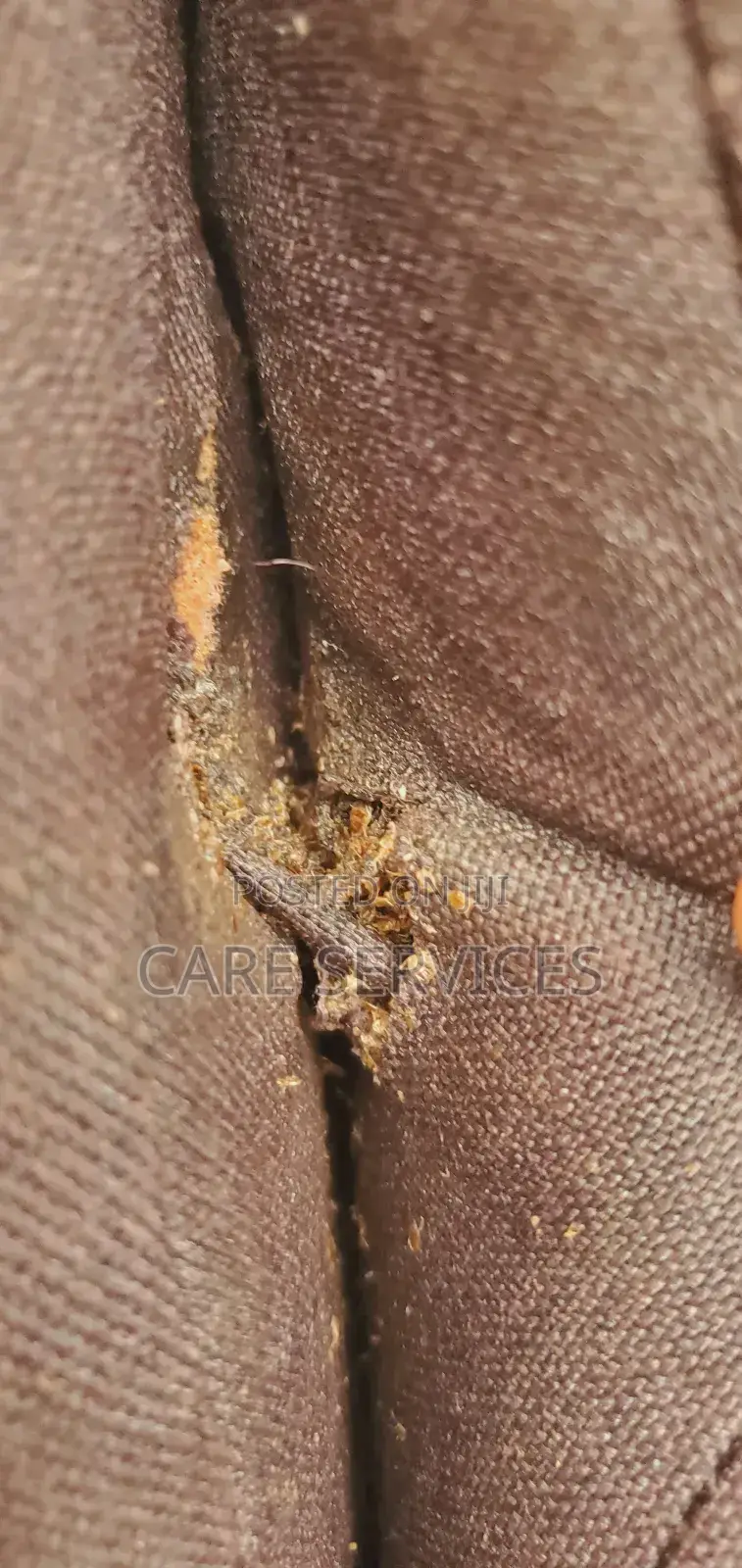 Reliable Bedbug Removal You Can Trust