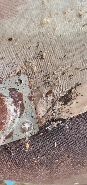 Reliable Bedbug Removal You Can Trust