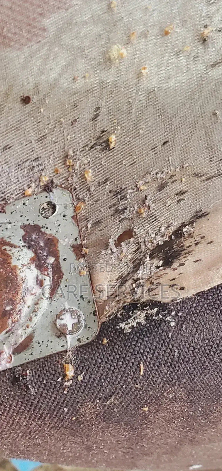 Reliable Bedbug Removal You Can Trust