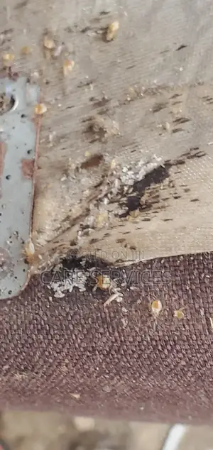 Complete Bedbug Removal Service in Lagos