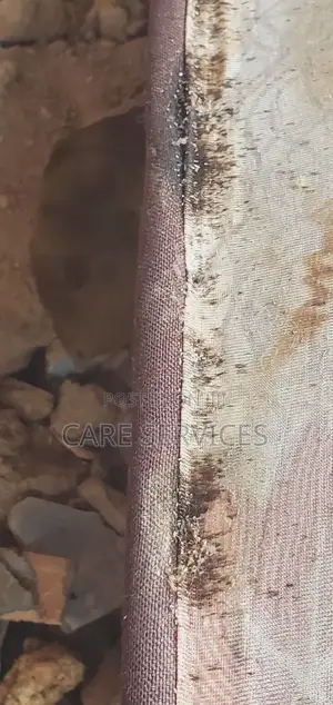 Reliable Bedbug Removal in Lagos