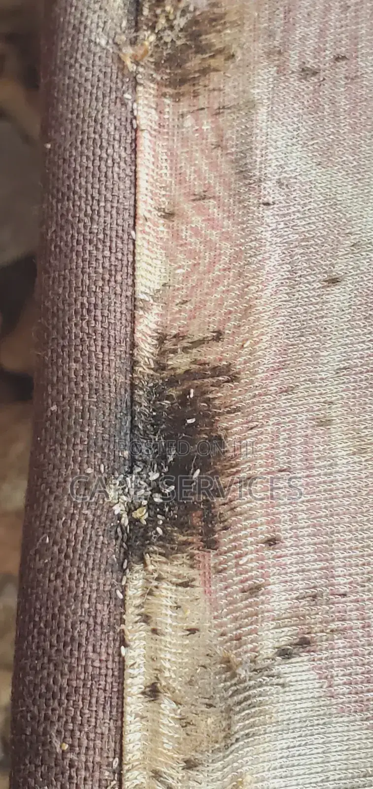 Reliable Bedbug Removal in Lagos