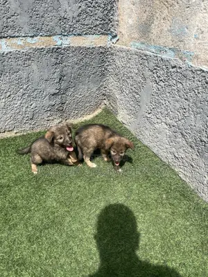 1-3 months Female Purebred Caucasian Shepherd