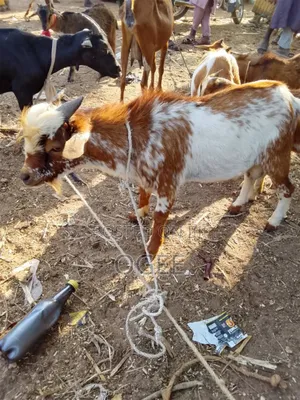 Obuko (He-Goat)