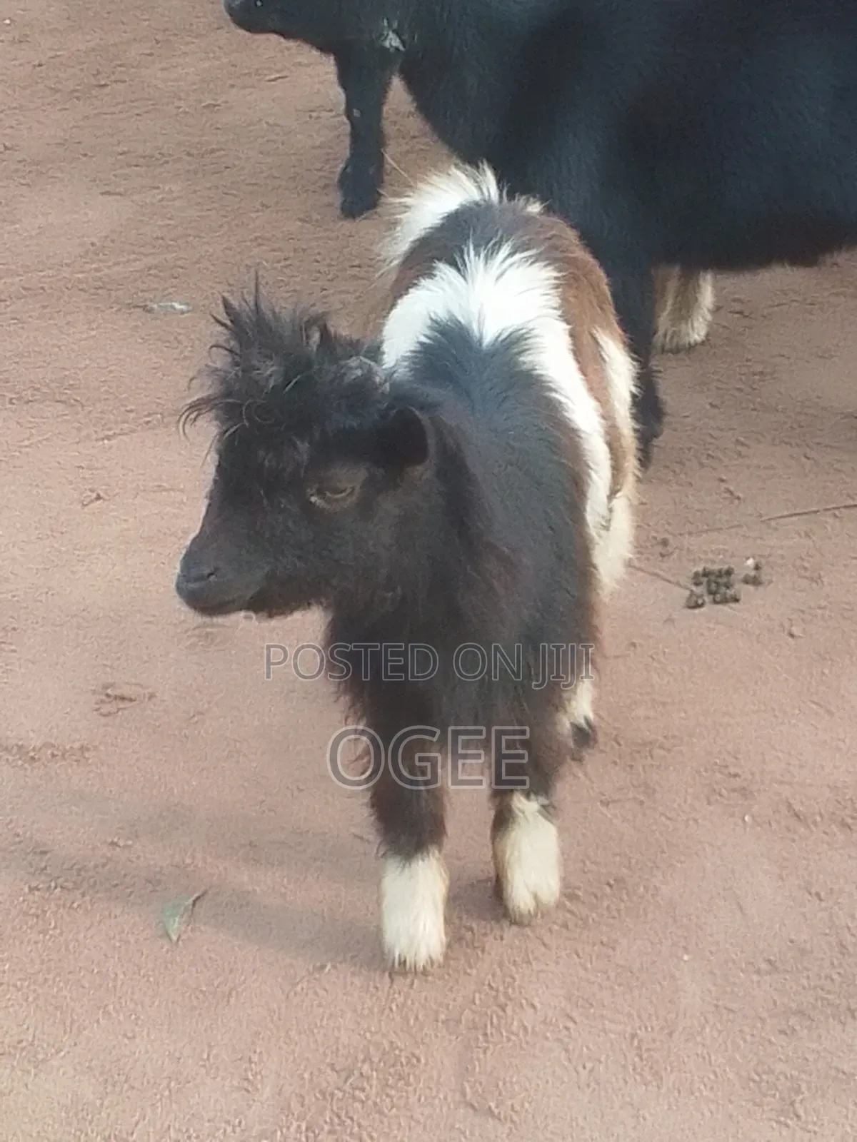 Local(Wad) and Hausa Goat