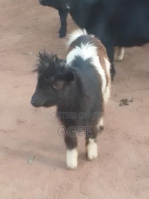 Local(Wad) and Hausa Goat