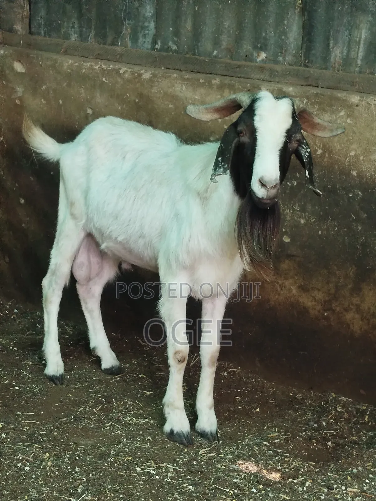 Local(Wad) and Hausa Goat