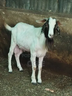 Local(Wad) and Hausa Goat