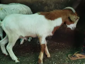Local(Wad) and Hausa Goat