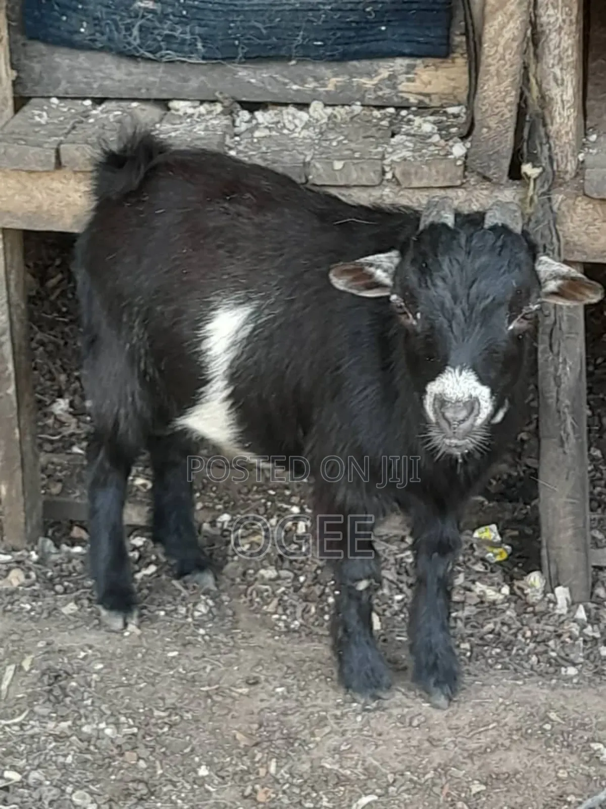 Local(Wad) and Hausa Goat