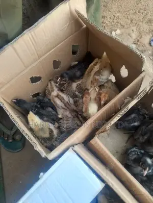 2 to 3weeks Noilers Birds for Sale