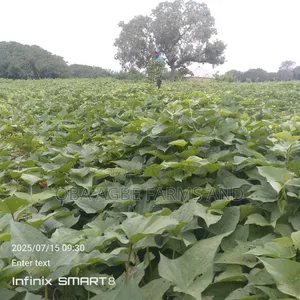 Sweet Potato Vines (25/50kg Sacks)