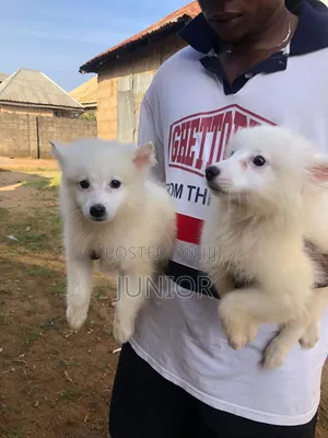 1-3 months Female Purebred American Eskimo