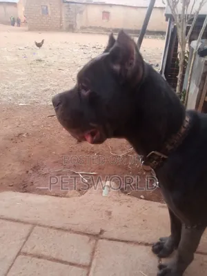 6-12 months Male Purebred Cane Corso