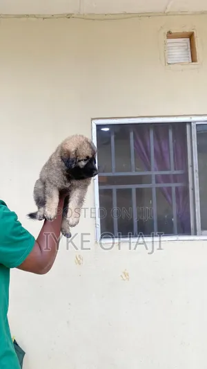1-3 months Male Purebred Caucasian Shepherd