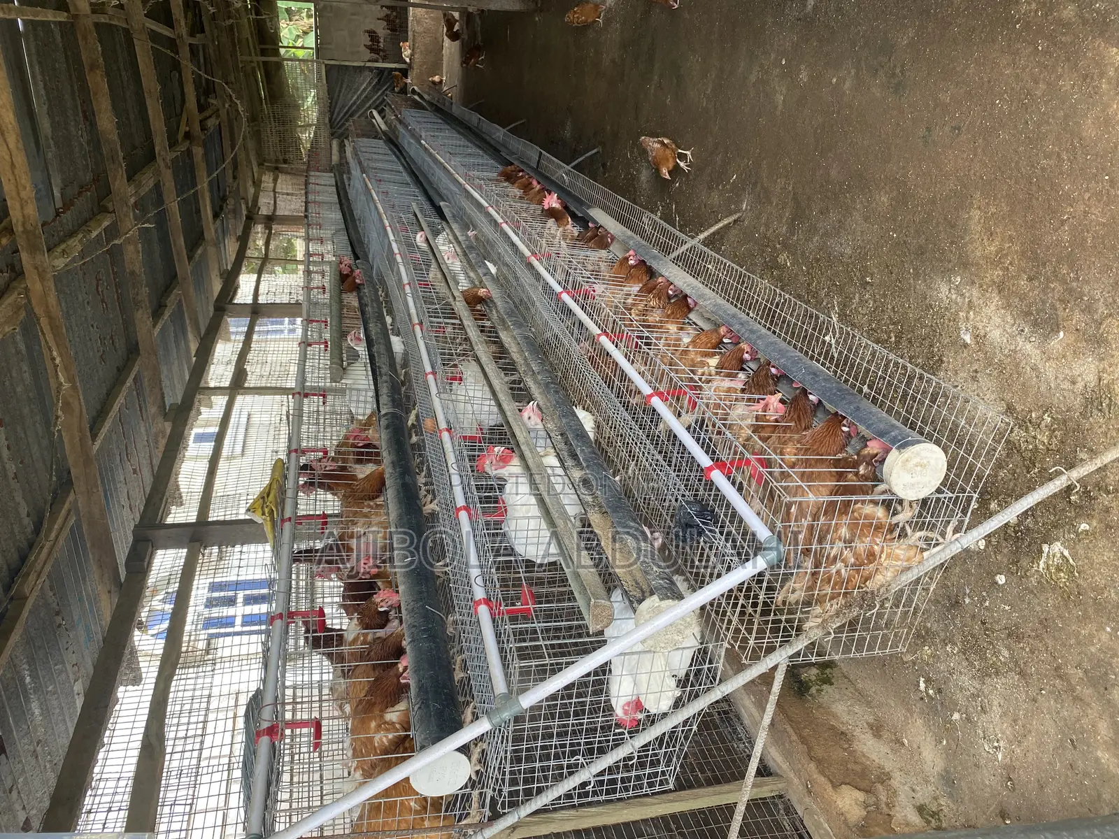 Battery Cage